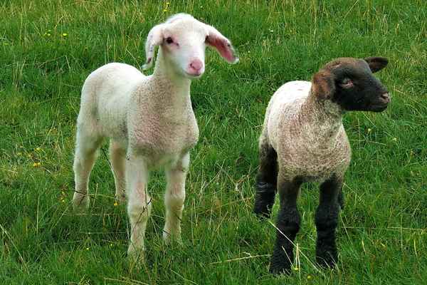 Wo sind denn unsere Mamas?