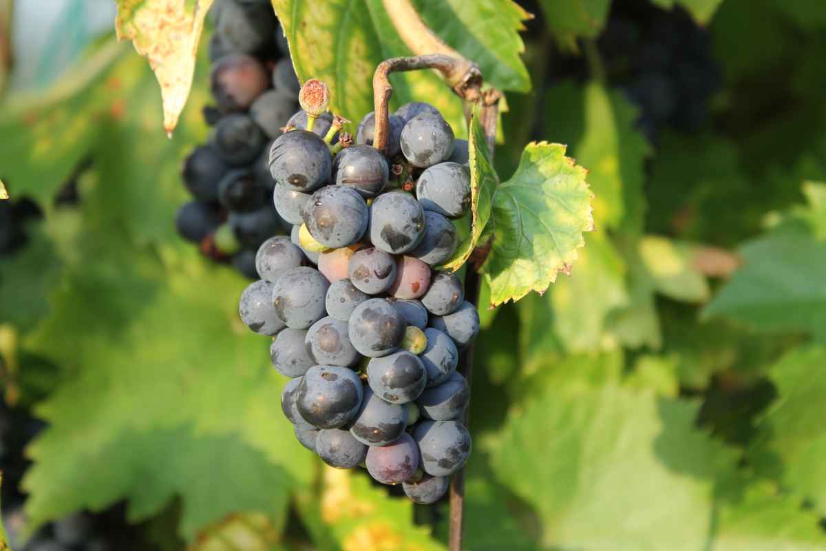 Wilder Wein