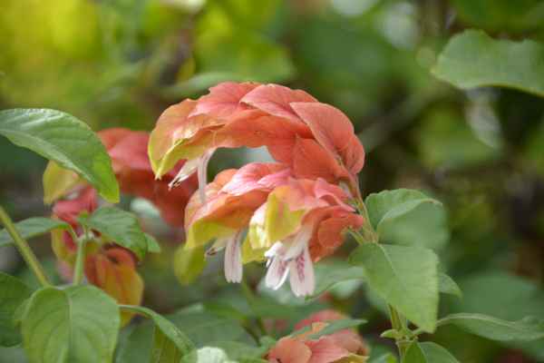 Schöne Blume mit Übergang