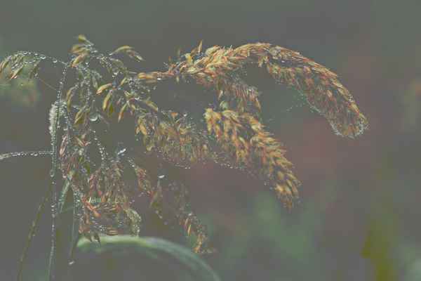 grasblüte im morgentau