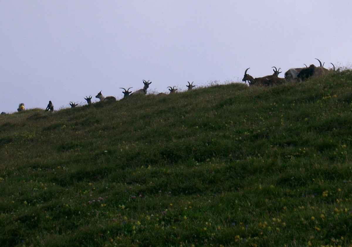 Ziegen am Berg
