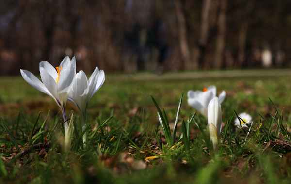 Die Farben des Frühlings 04