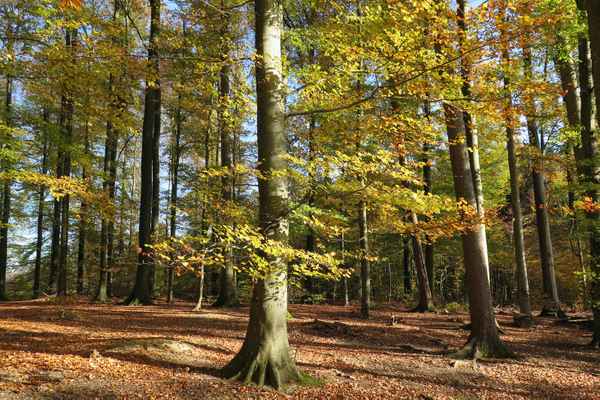 Leuchtkraft der Herbstsonne