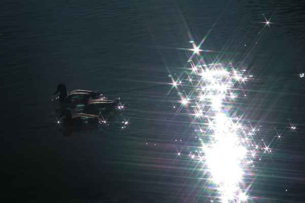 Enten beim Sonnenbaden