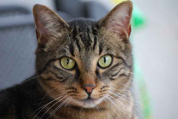 Schau mir in die Augen