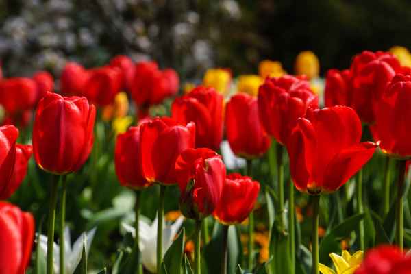 rote Tulpen nah