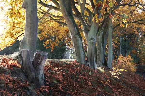 schöner Herbst
