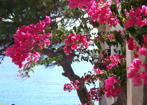 Blütenzauber in Spanien