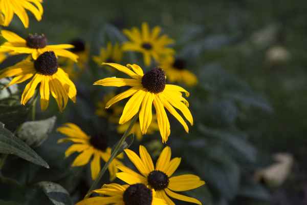 Rudbeckia