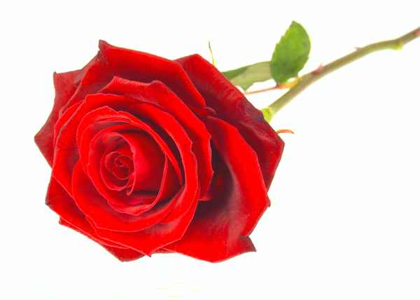 Rose to Valentin – korrigiert
