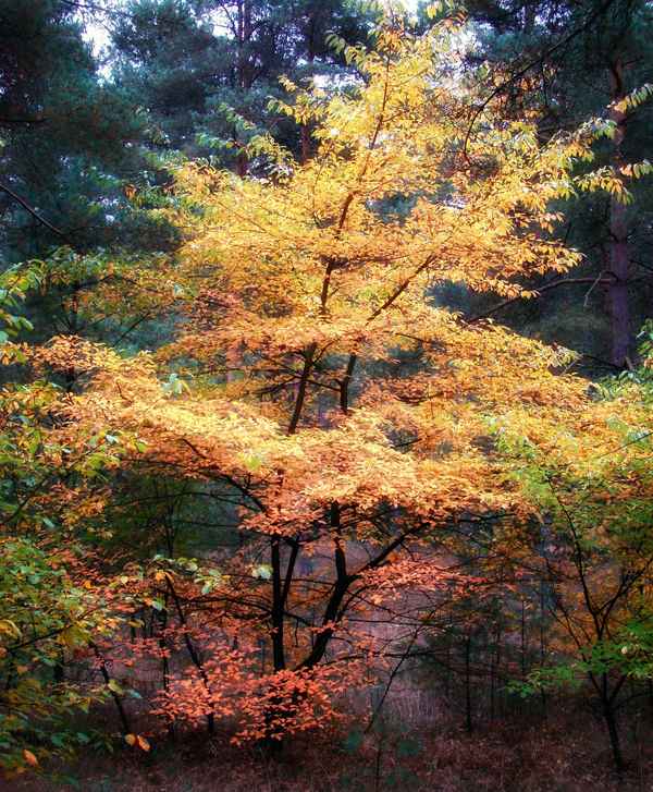 farbenfroher Abschied