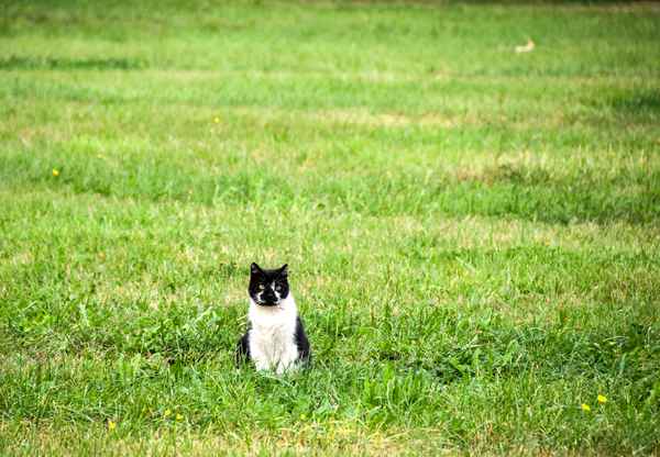 Katzen-Model auf Nachbars Wiese ;-)