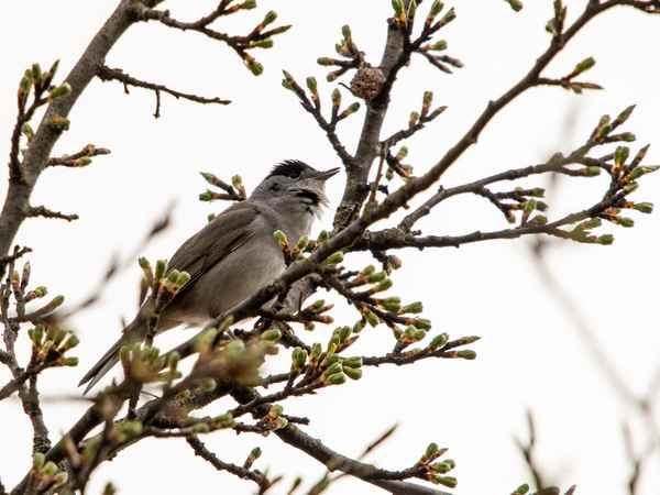 Schwarzes Käppchen_1