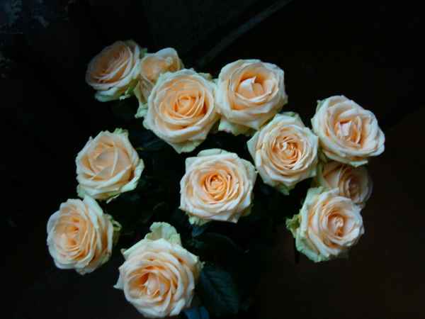 aus der Dunkelheit ein Rosenstrauss