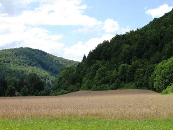 Kornfeld am Waldrand