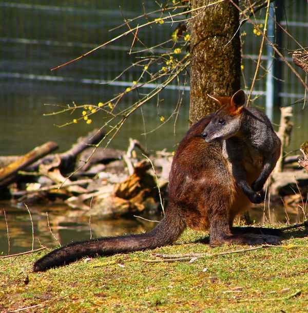 Flinkwallaby