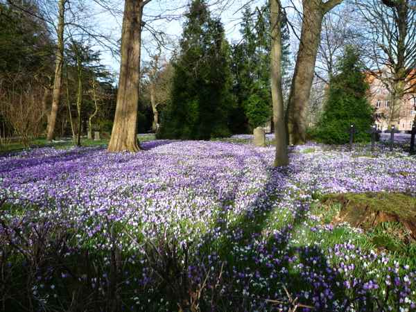Krokusse