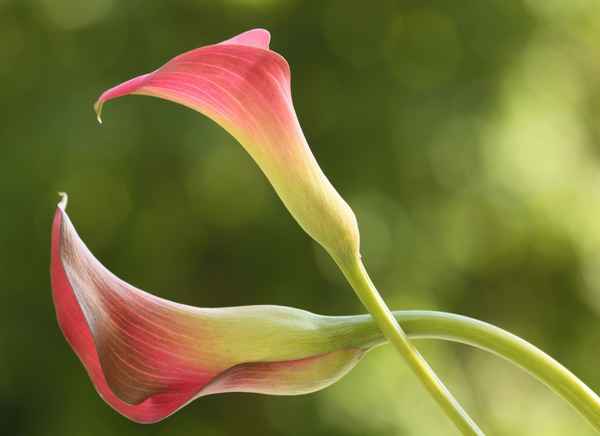  Calla