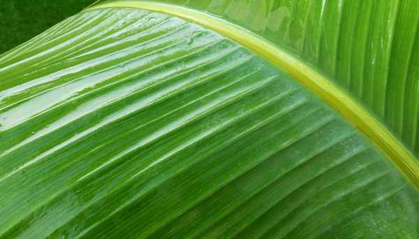 Formenspiel der Natur (Bananenblatt)