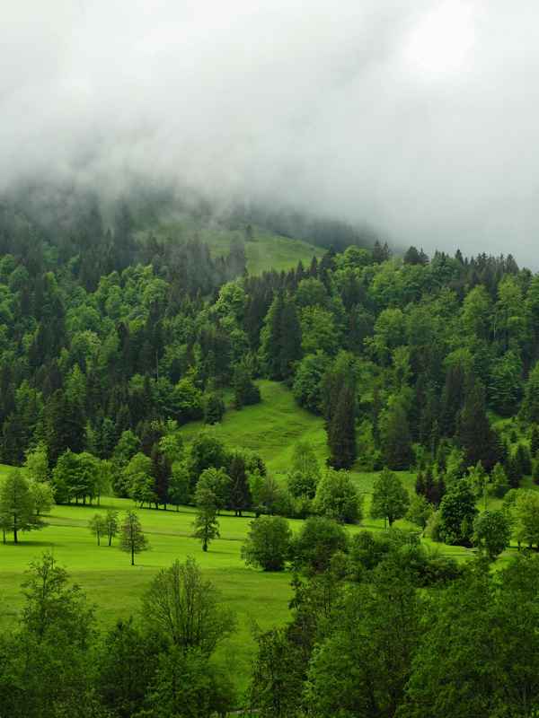 Allgäu im Nebel