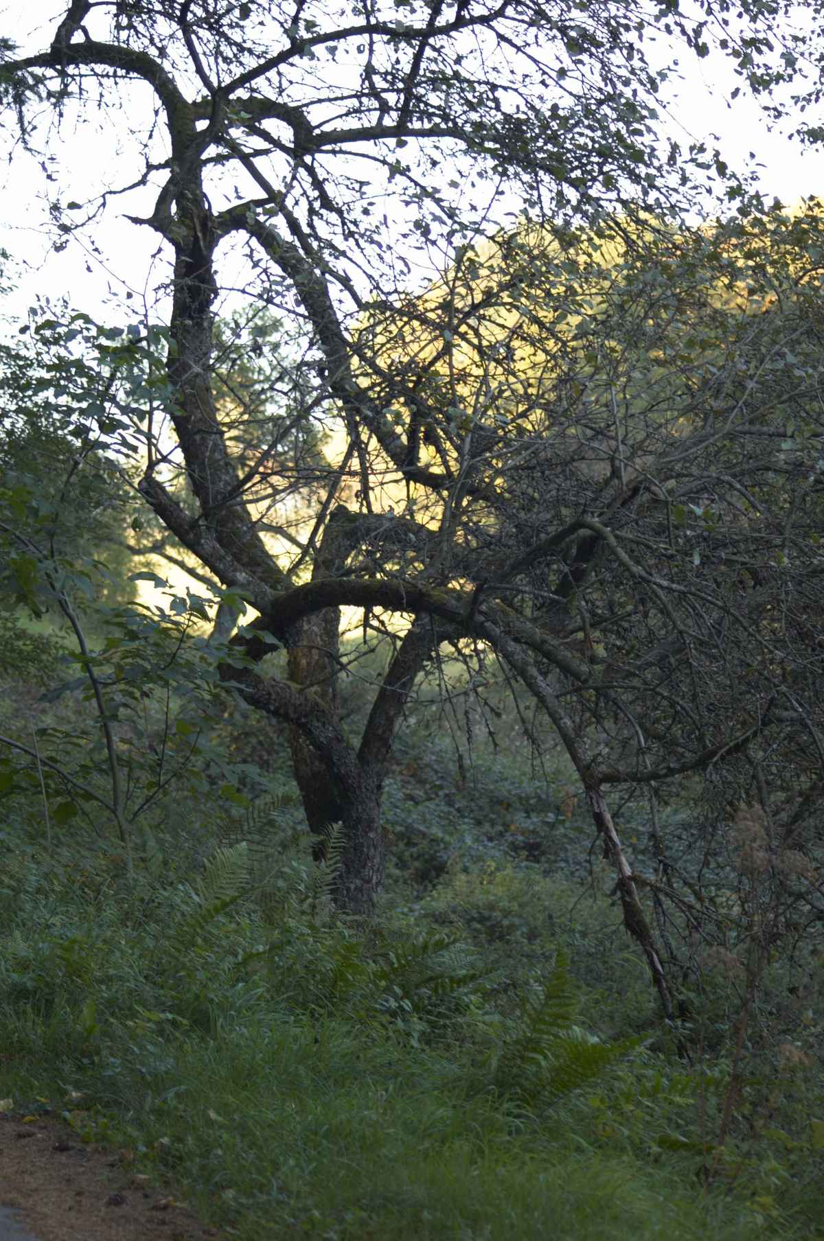 Baum im Herbst