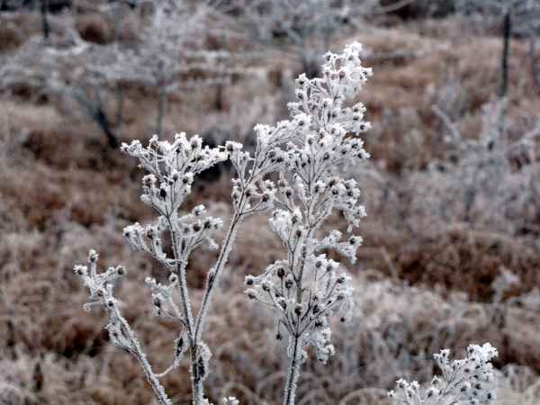 Winterliche Schönheit