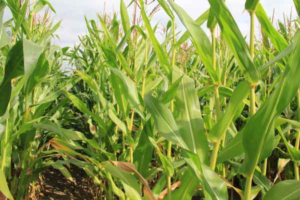 Energiemais2_August_2012_Philipp_Pohlmann