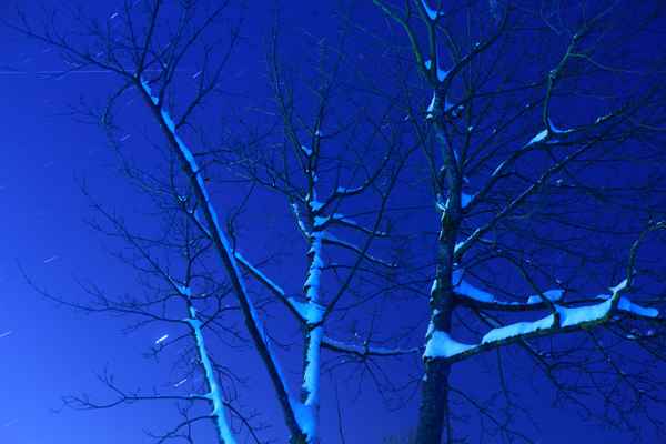 *WS* Baum in kalter Sternennacht