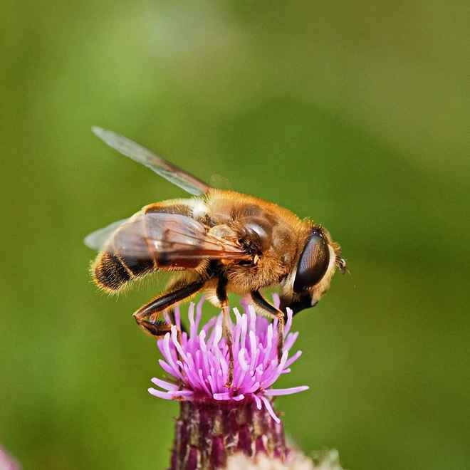 geliebte blüte