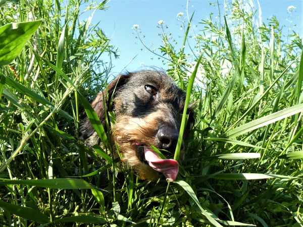 Warum fressen Hunde Gras?