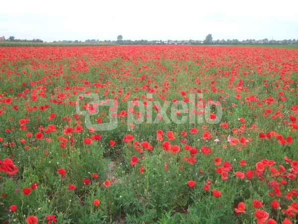 Mohnfeld