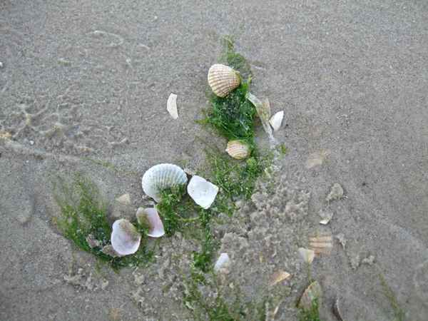 Muscheln