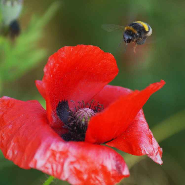 Mohnhummel