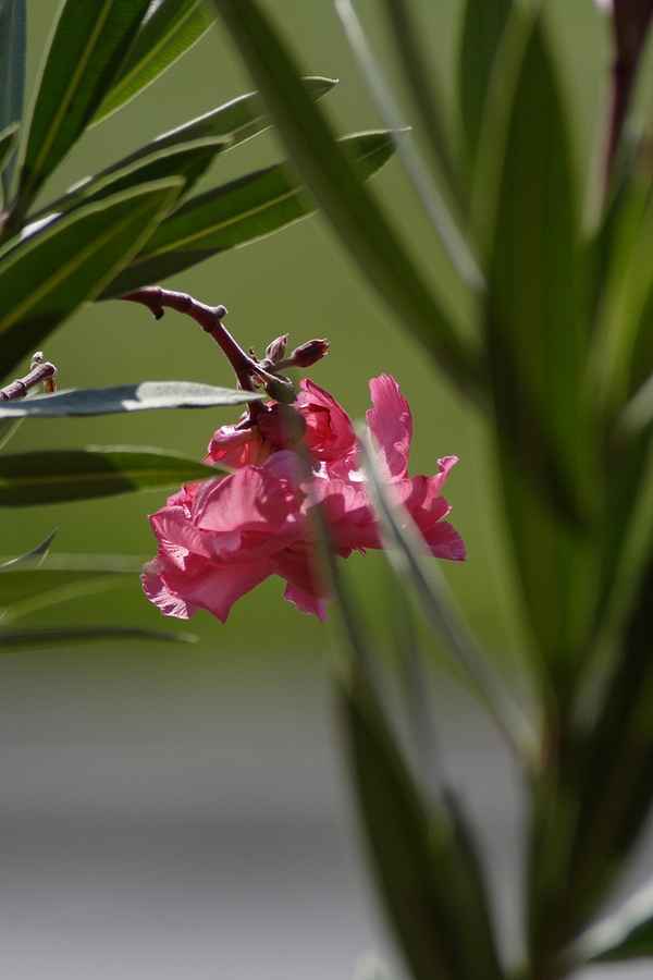 Oleander