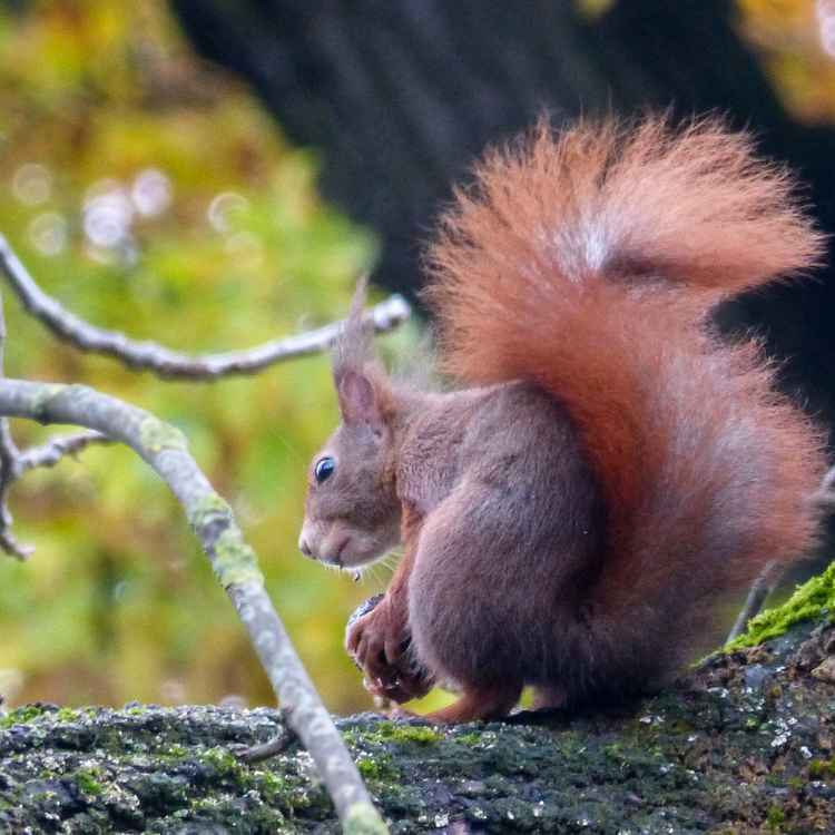 Eichhörnchen präsentiert Schwanz