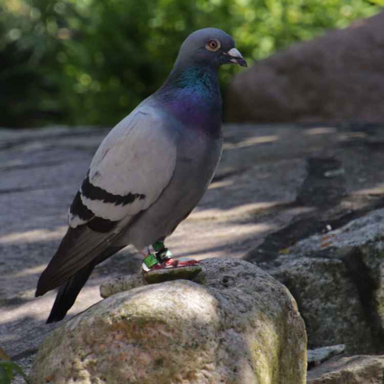 Taube bei der Rast
