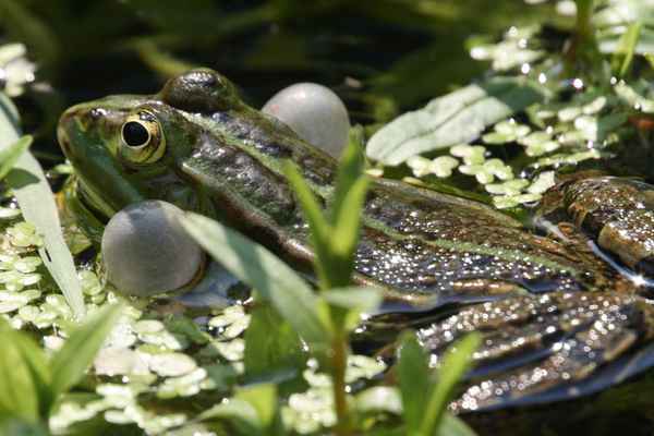 Quakender Teichfrosch