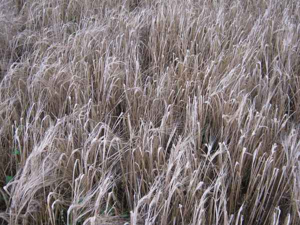 die Ernte 'verhagelt'