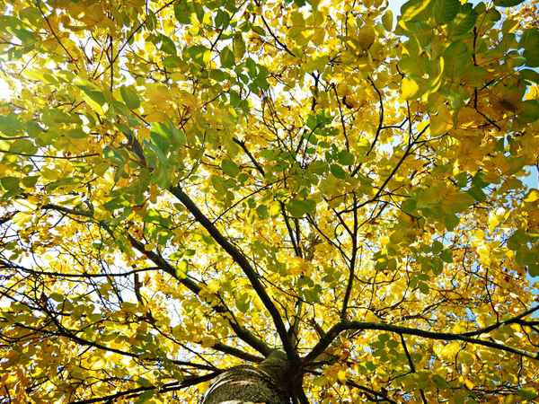 nussbaum im herbstkleid