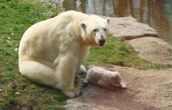 Bäriger Nachwuchs 04