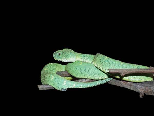 Gestatten: Grüne Buschviper - Die Gefahr lauert! (2)