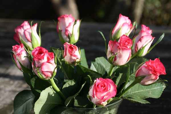Rosen