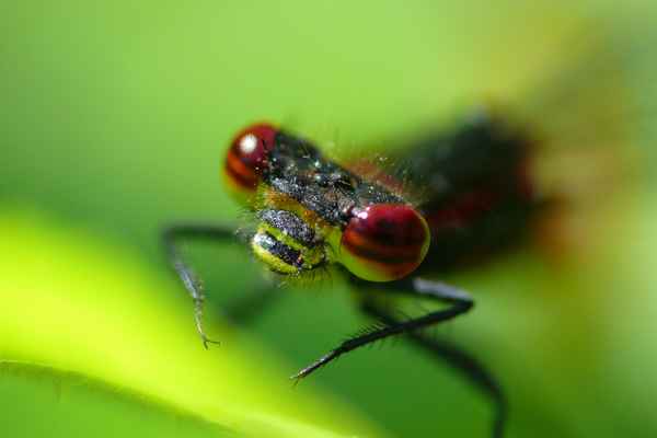 Augen einer Adonislibelle