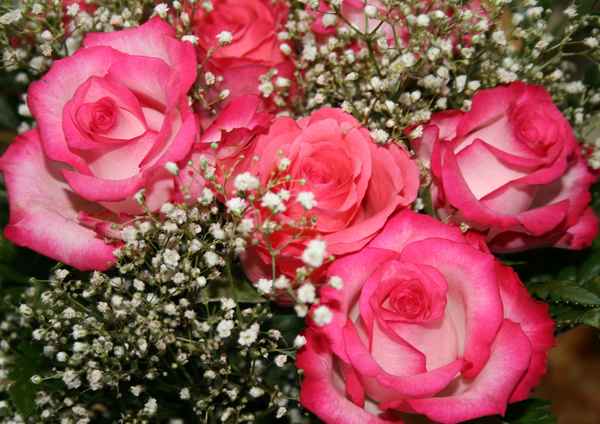 Ein schöner Rosenstrauß