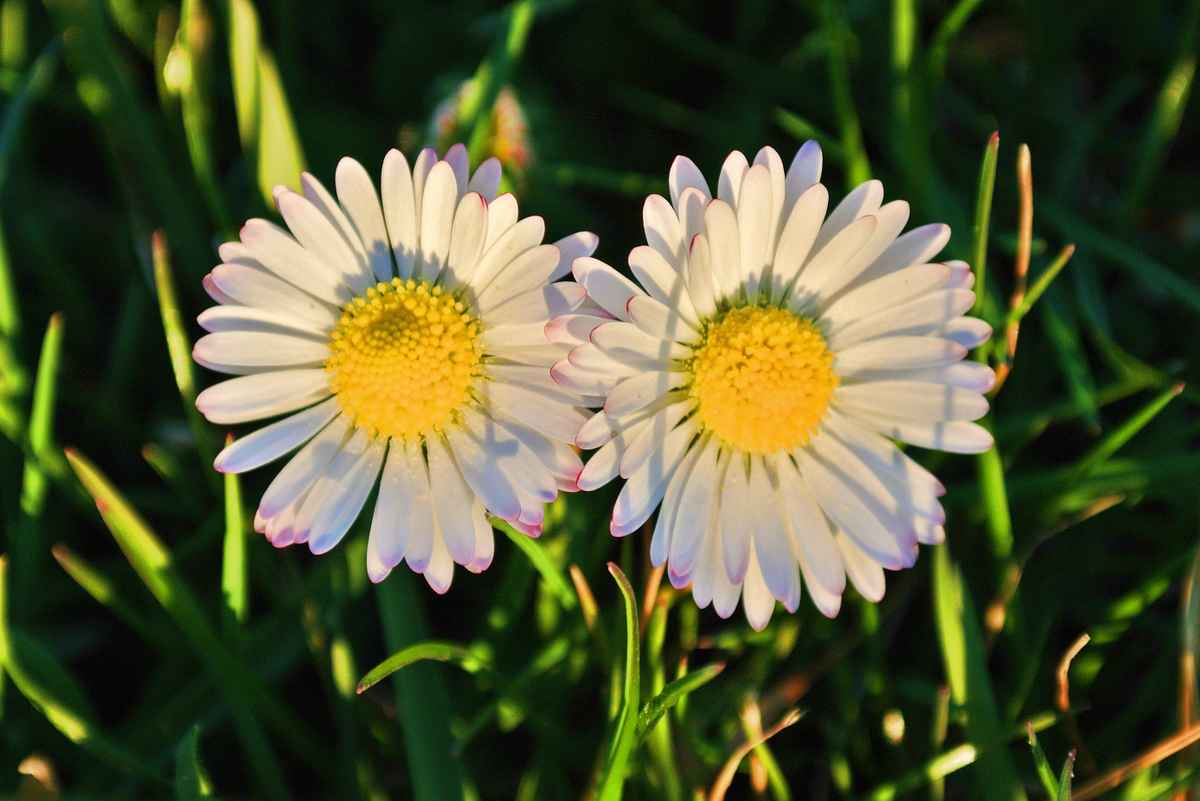 gänseblümchen-duett
