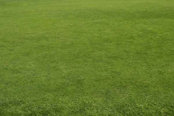 Hintergrund | Textur: Rasen