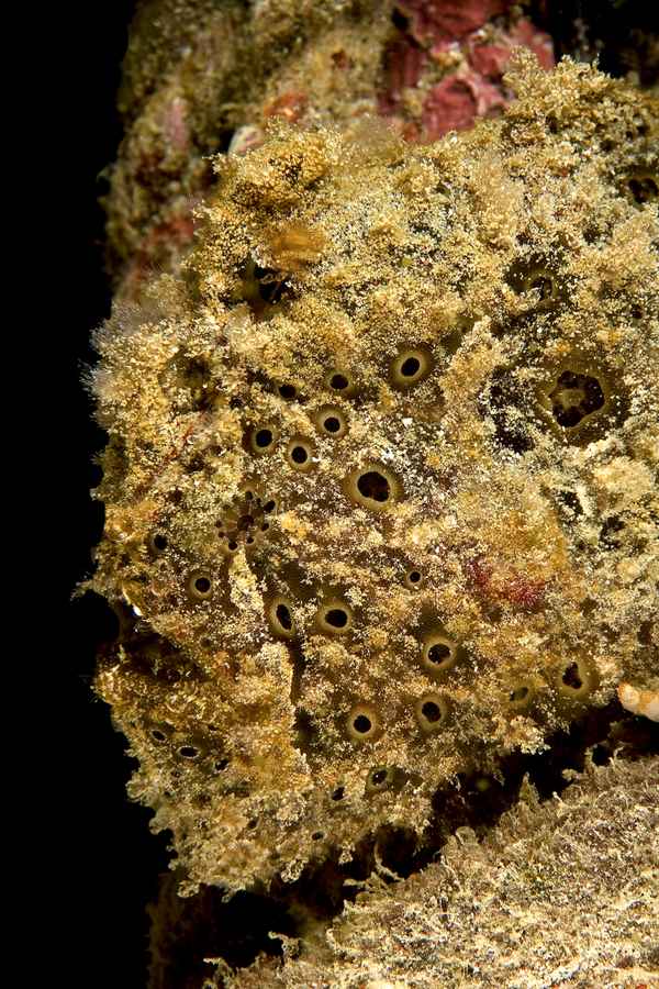 Portrait eines Anglerfisches