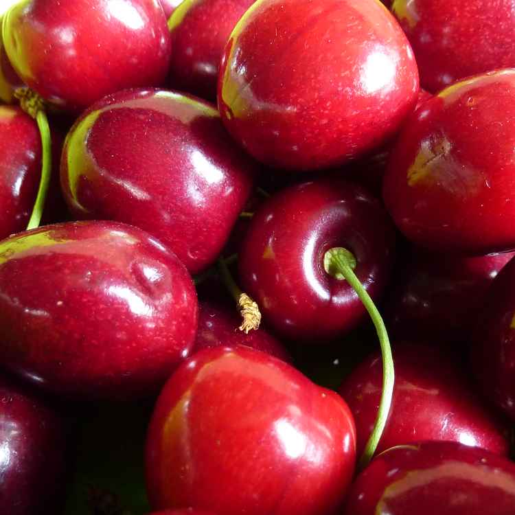 Kirschen direkt vom Baum