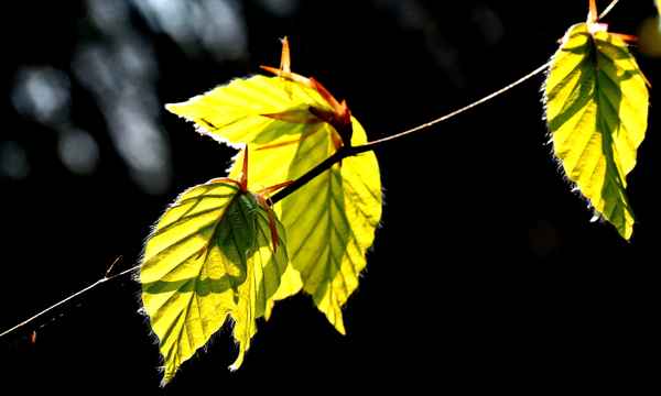 buchenlaub im frühlingsgrün 2