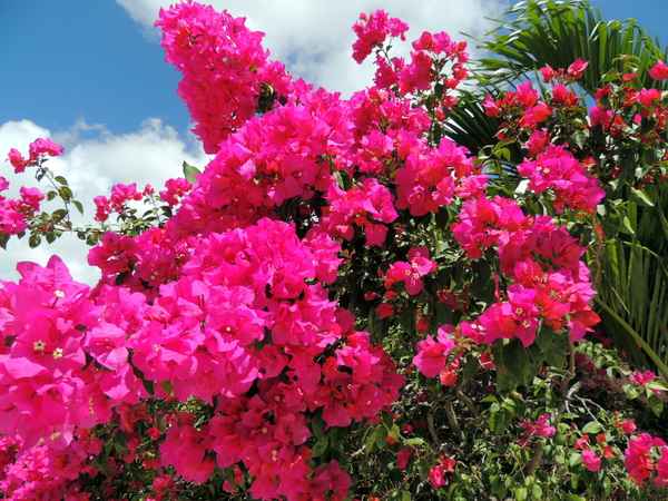 Mexikanische Blütenpracht